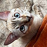 áro a rejoint le concours — aidez-le/la à gagner de superbes lots ! cat, kitten, bengal_cat, blue_eyes, wide_eyed, lying_down, upside_down, close_up, portrait, whiskers, ears, striped_fur, spotted_fur, indoor, blanket, cozy, orange_blanket, bed, pet, cute