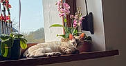 áro a rejoint le concours — aidez-le/la à gagner de superbes lots ! cat, window, windowsill, orchid, flowers, indoor, home, sunlight, blinds, radiator, sitting, lying_down, tabby, pet, plant, pot, wood, portrait, cozy, daylight