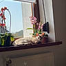 cat, window, windowsill, orchid, flowers, indoor, home, sunlight, blinds, radiator, sitting, lying_down, tabby, pet, plant, pot, wood, portrait, cozy, daylight