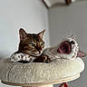 áro participe au concours pour gagner de l'argent avec cette photo : cat, cats, pet, animal, feline, tabby, white_cat, yawning, relaxed, sleepy, green_eyes, whiskers, ears, paws, fur, indoor, cat_tree, scratching_post, cushion, portrait