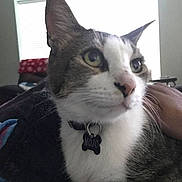 Mojo joined the competition — help win amazing prizes! animal, cat, close_up, collar, curious, domestic_cat, ears, eyes, feline, fur, hand, indoor, name_tag, pet, portrait, resting, tabby, whiskers, white_fur, window