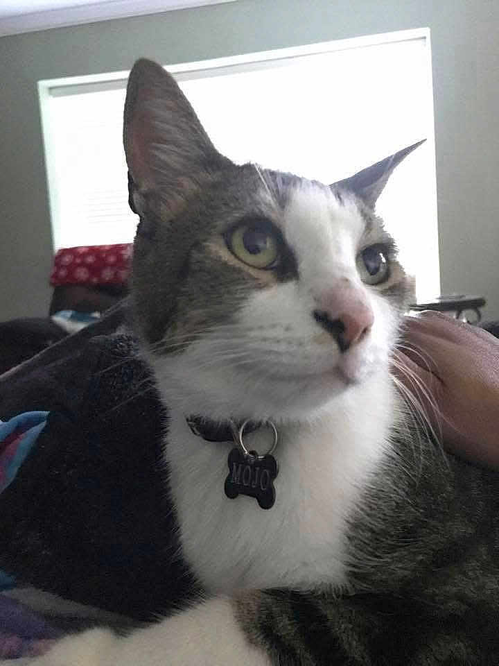 Mojo