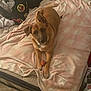 accessories, animal, bag, bed, blanket, canine, dog, dogbed, face, furniture, handbag, head, person, pet, puppy