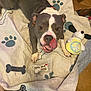 Anastasia is registered to the contest to win money with this photo: animal, blanket, bone_pattern, canine, collar, cute, dog, dog_treat, domestic, floor, happy, indoor, mammal, paw_prints, pet, playful, plush_toy, resting, spoiled_dog, tongue_out