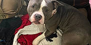 Anastasia joined the competition — help win amazing prizes! animal, ball, blanket, bulldog, canine, couch, cushion, dog, face, football, furniture, head, homedecor, linen, person, pet, photography, pitbull, portrait, puppy