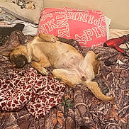 Belle joined the competition — help win amazing prizes! bed, beige, blanket, brown, comfort, cozy, dog, domestic_animal, fabric, fur, hairdryer, indoor, lying_down, pattern, paw, pillow, relaxed, resting, sleepy, tail