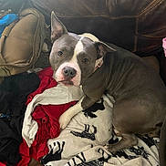 Anastasia is registered to the contest to win money with this photo: animal, ball, blanket, bulldog, canine, couch, cushion, dog, face, football, furniture, head, homedecor, linen, person, pet, photography, pitbull, portrait, puppy