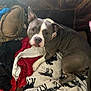 animal, ball, blanket, bulldog, canine, couch, cushion, dog, face, football, furniture, head, homedecor, linen, person, pet, photography, pitbull, portrait, puppy