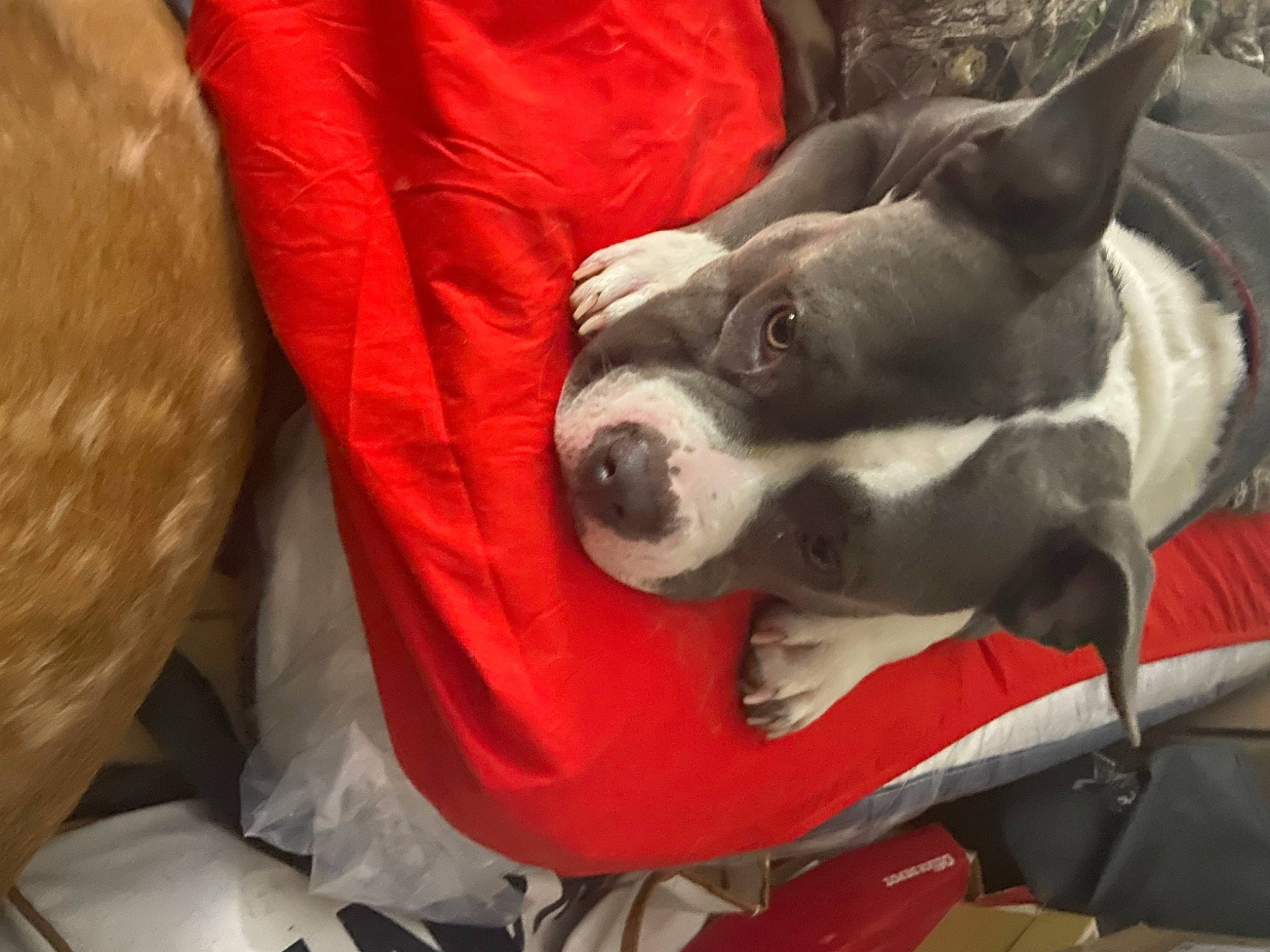 Anastasia is registered to the contest to win money with this photo: boston_terrier, canidae, carmine, carnivore, collar, comfort, companion_dog, dog, dog_breed, dog_supply, ear, fawn, non_sporting_group, puppy, snout, sporting_group, toy_dog, whiskers, working_animal