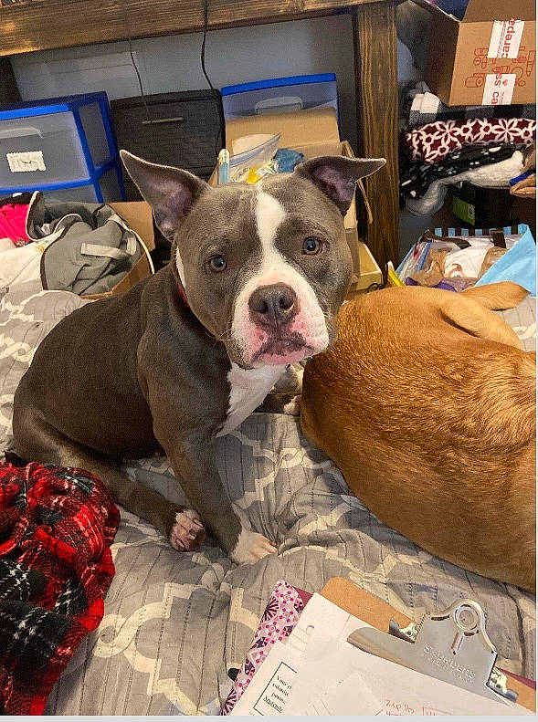 Anastasia joined the competition — help win amazing prizes! canidae, carnivore, collar, companion_dog, dog, dog_breed, dog_collar, dog_supply, fawn, fur, guard_dog, leash, liver, pattern, pet_supply, plaid, snout, sporting_group, tartan, working_animal