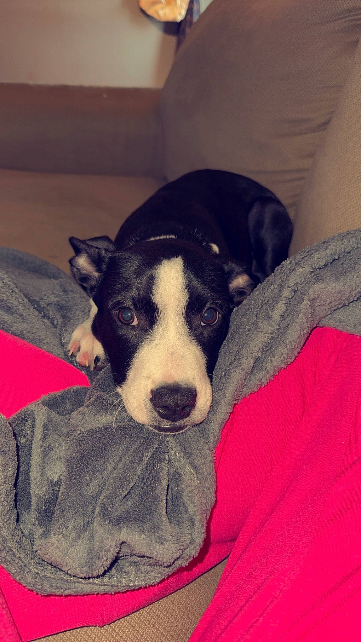 Tilly is registered to the contest to win money with this photo: borador, bored, canidae, carnivore, comfort, companion_dog, dog, dog_breed, dog_supply, non_sporting_group, puppy, terrestrial_animal, whiskers, working_animal