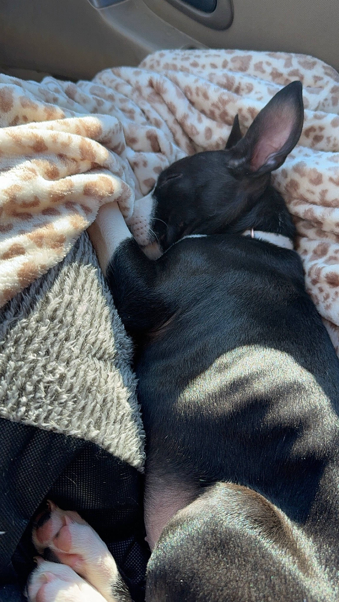 Tilly joined the competition — help win amazing prizes! canidae, carnivore, comfort, companion_dog, dog, dog_breed, ear, fawn, felidae, fur, grey, linens, nap, pattern, paw, snout, sporting_group, toy_dog, whiskers, working_animal