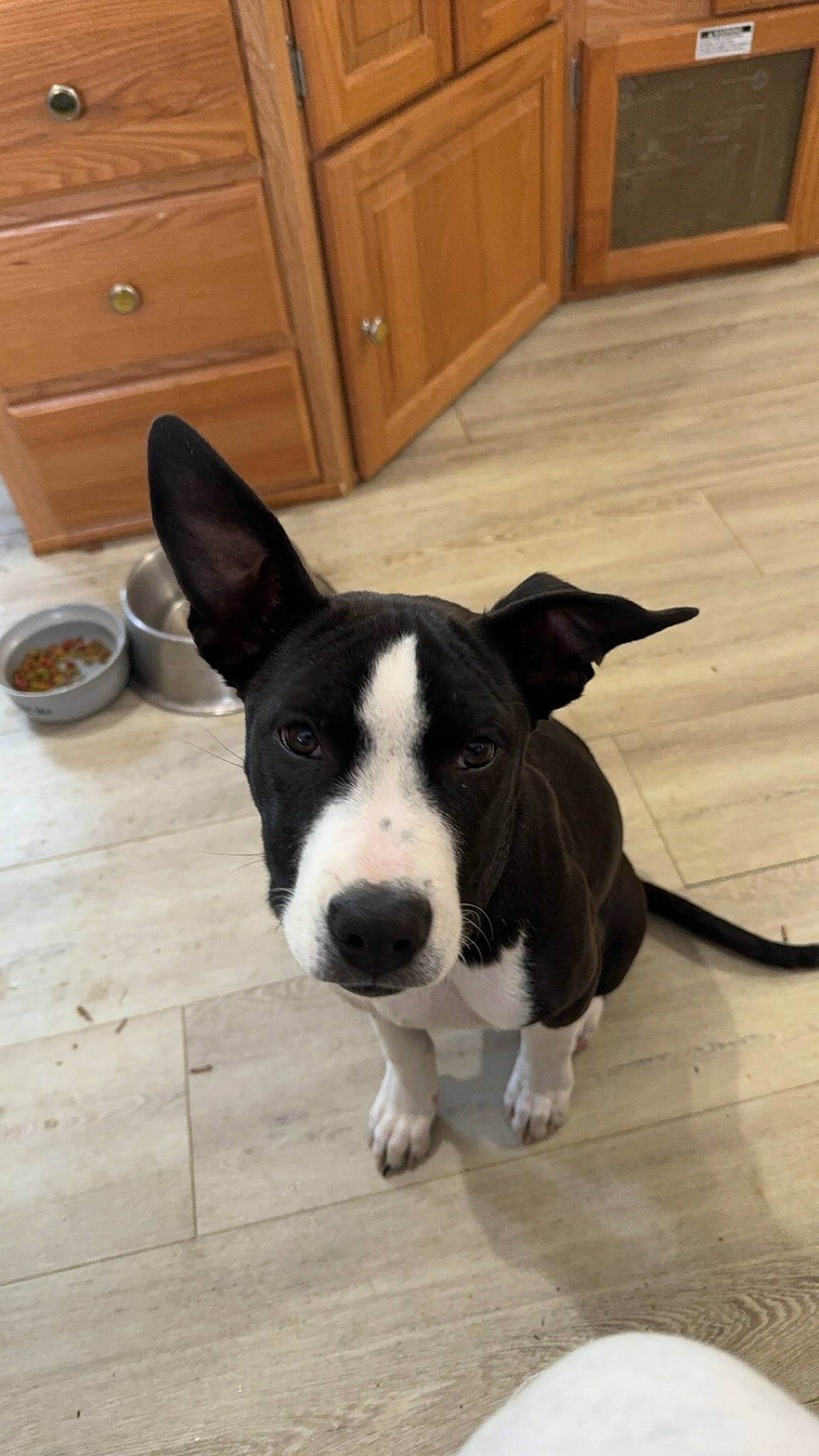 Tilly joined the competition — help win amazing prizes! cabinetry, canidae, carnivore, companion_dog, cupboard, dog, dog_breed, drawer, fawn, floor, flooring, hardwood, snout, sporting_group, tail, whiskers, window, wood, wood_stain, working_animal