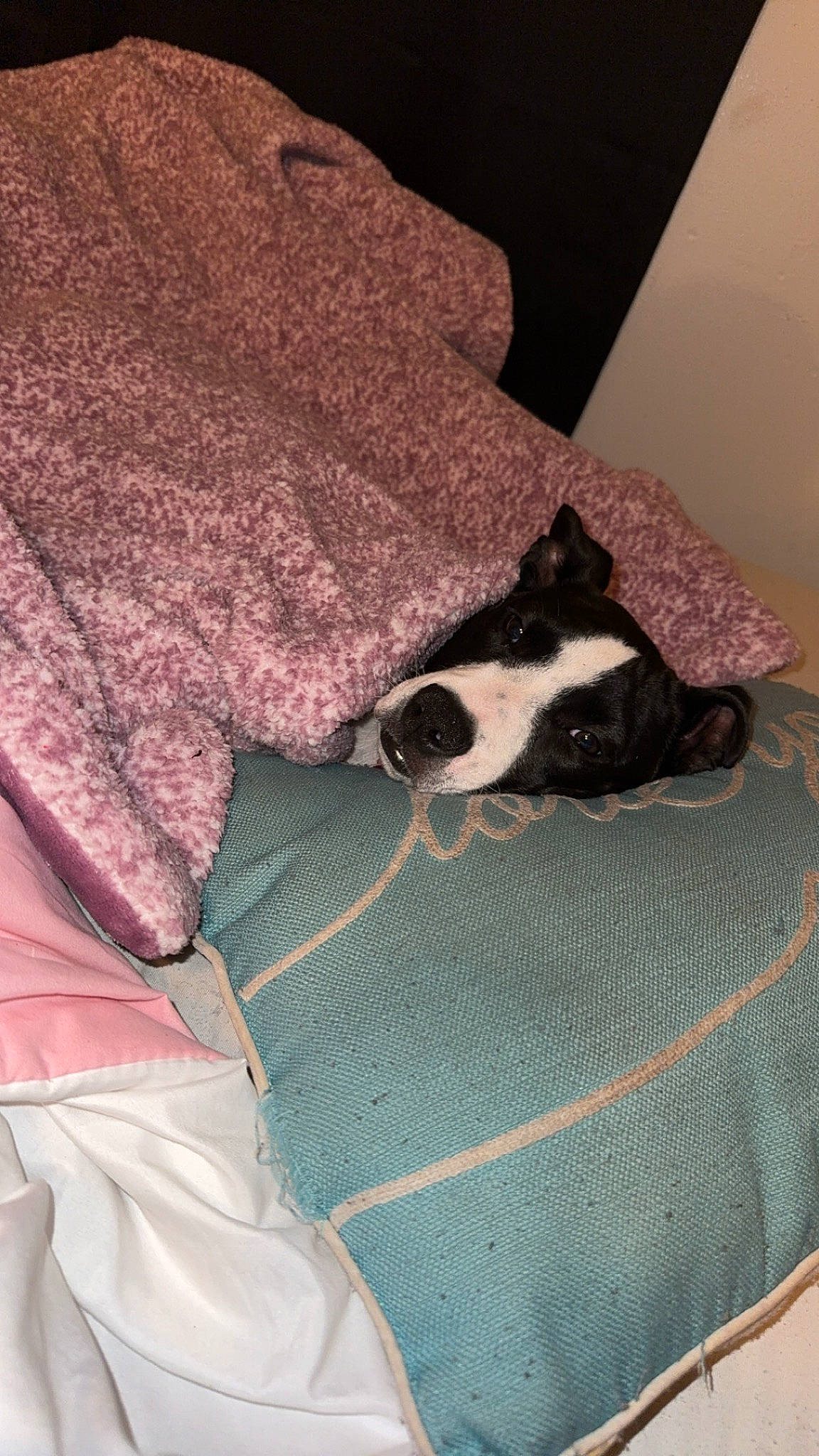 Tilly joined the competition — help win amazing prizes! blanket, carnivore, comfort, companion_dog, dog, dog_breed, fawn, felidae, fur, grey, linens, nap, pattern, paw, sleeve, small_to_medium_sized_cats, sporting_group, sunglasses, whiskers, woven_fabric