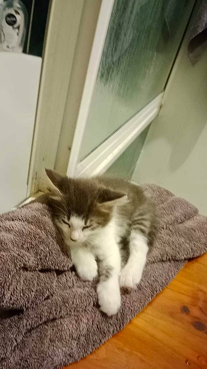 Putput is registered to the contest to win money with this photo: carnivore, cat, comfort, domestic_short_haired_cat, felidae, flooring, fur, hardwood, laminate_flooring, paw, plant, room, small_to_medium_sized_cats, tail, varnish, whiskers, window, wood, wood_flooring