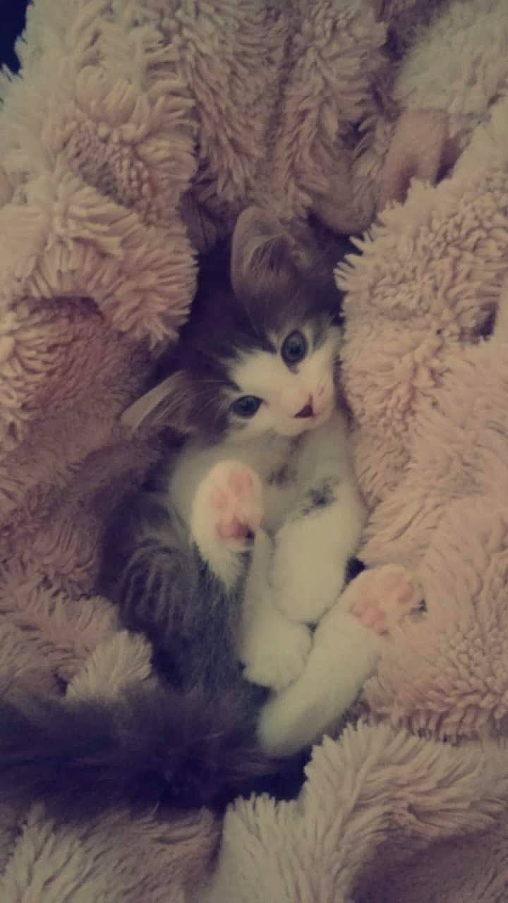 Putput joined the competition — help win amazing prizes! art, carnivore, cat, cat_bed, claw, comfort, domestic_short_haired_cat, fawn, felidae, foot, fur, nap, paw, small_to_medium_sized_cats, snout, tail, toe, whiskers, wool, woolen