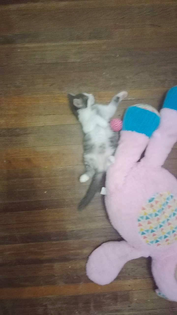 Putput joined the competition — help win amazing prizes! carnivore, cat_toy, companion_dog, dog_breed, felidae, floor, flooring, gesture, hardwood, laminate_flooring, plank, plush, small_to_medium_sized_cats, stuffed_toy, tail, toy, varnish, whiskers, wood, wood_stain