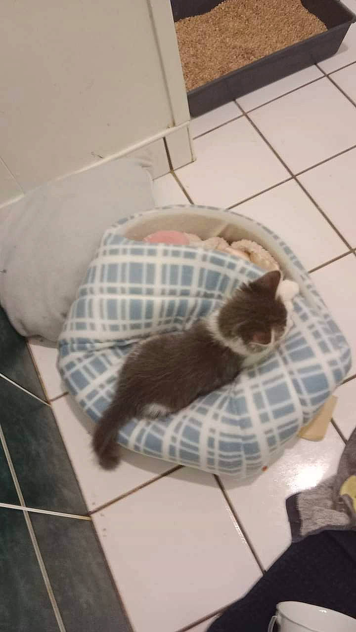 Putput joined the competition — help win amazing prizes! animal_shelter, carnivore, cat, comfort, domestic_short_haired_cat, felidae, floor, flooring, fur, hardwood, linens, pattern, pet_supply, room, small_to_medium_sized_cats, tail, tile, tile_flooring, whiskers, wood