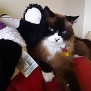 Cookie is registered to the contest to win money with this photo: cat, stuffed_animal, plush_toy, blue_eyes, fluffy, indoor, red_blanket, lamp, furniture, cozy, pet, relaxing, fur, animal, toy, home, resting, close_up, mammal, cute