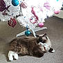 Cookie joined the competition — help win amazing prizes! cat, fluffy, carpet, white_christmas_tree, christmas_ornaments, butterfly_ornament, blue_baubles, pink_baubles, holiday, indoor, pet, relaxed, decorations, festive, feline, animal, cozy, home, floor, tree_stand