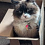 cat, fluffy, box, cardboard, indoor, pet, collar, tags, bells, feline, fur, sitting, cute, animal, domestic, whiskers, ears, face, carpet, home