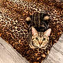 Gurt joined the competition — help win amazing prizes! cat, tabby_cat, animal, pet, fur, whiskers, ears, eyes, floor, rug, leopard_print, pattern, indoor, curious, cute, mammal, feline, domestic_animal, looking_up, playful