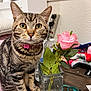 cat, tabby, pet, flower, rose, vase, table, measuring_tape, gaming_controller, pink_collar, indoor, curious, striped_fur, whiskers, yellow_eyes, clutter, water_bottle, power_outlet, plastic_bottle, wooden_table