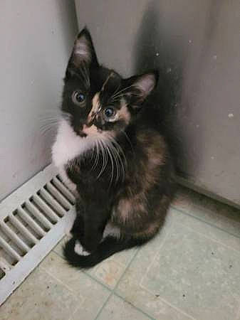 Callie is registered to the contest to win money with this photo: automotive_tire, black_cat, carnivore, cat, claw, domestic_short_haired_cat, eye, felidae, floor, flooring, foot, fur, outdoor_bench, paw, sitting, small_to_medium_sized_cats, snout, tail, whiskers, window