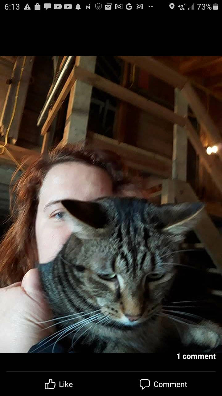 Patrick joined the competition — help win amazing prizes! carnivore, cat, comfort, domestic_short_haired_cat, ear, felidae, fur, hair, happy, iris, nose, sitting, small_to_medium_sized_cats, snout, tree, whiskers, wildlife, wood