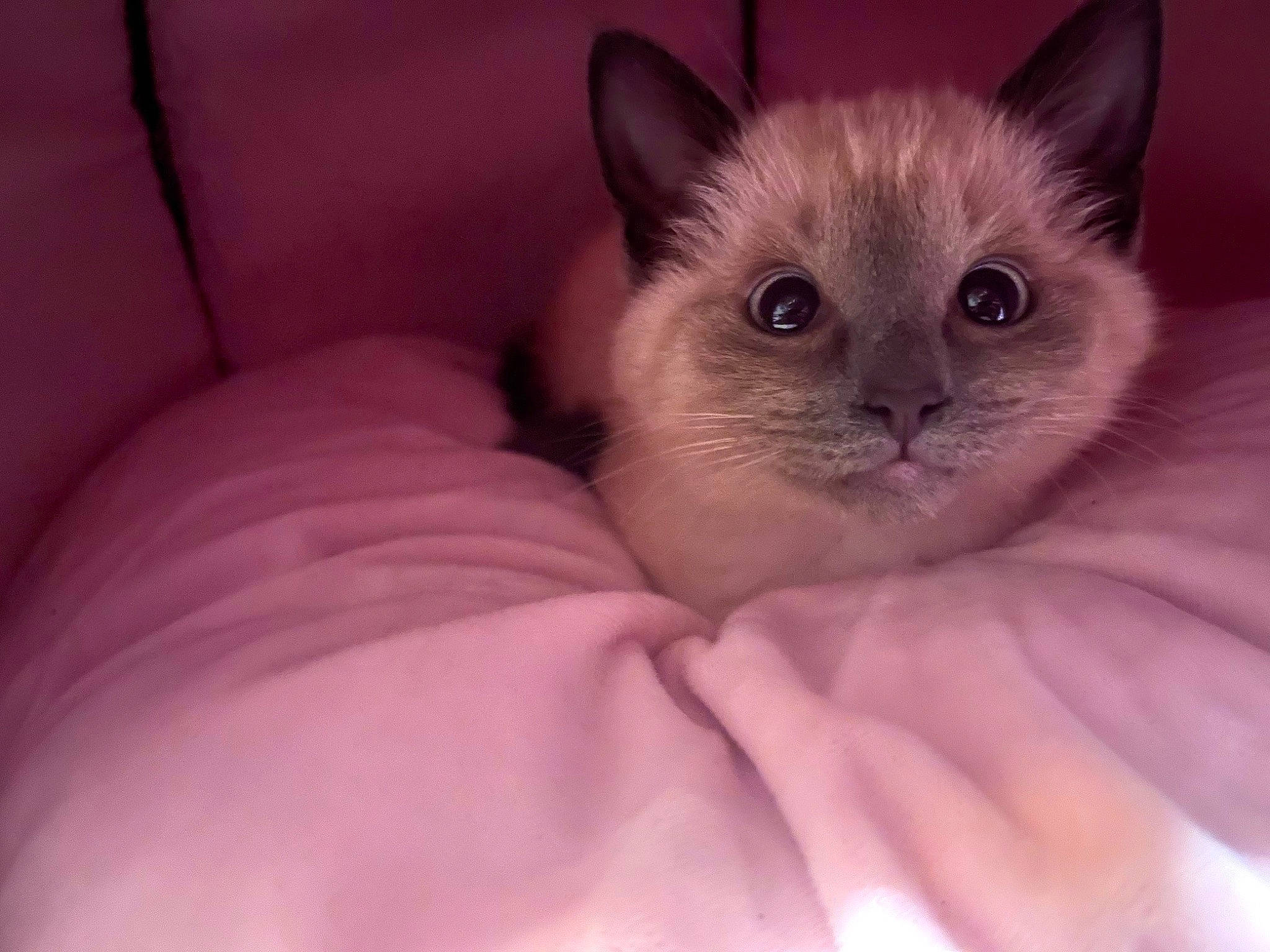 Dash is registered to the contest to win money with this photo: balinese, birman, carnivore, cat, comfort, domestic_short_haired_cat, eye, eyelash, fawn, felidae, fur, head, human_body, paw, ragdoll, siamese, small_to_medium_sized_cats, snout, terrestrial_animal, whiskers