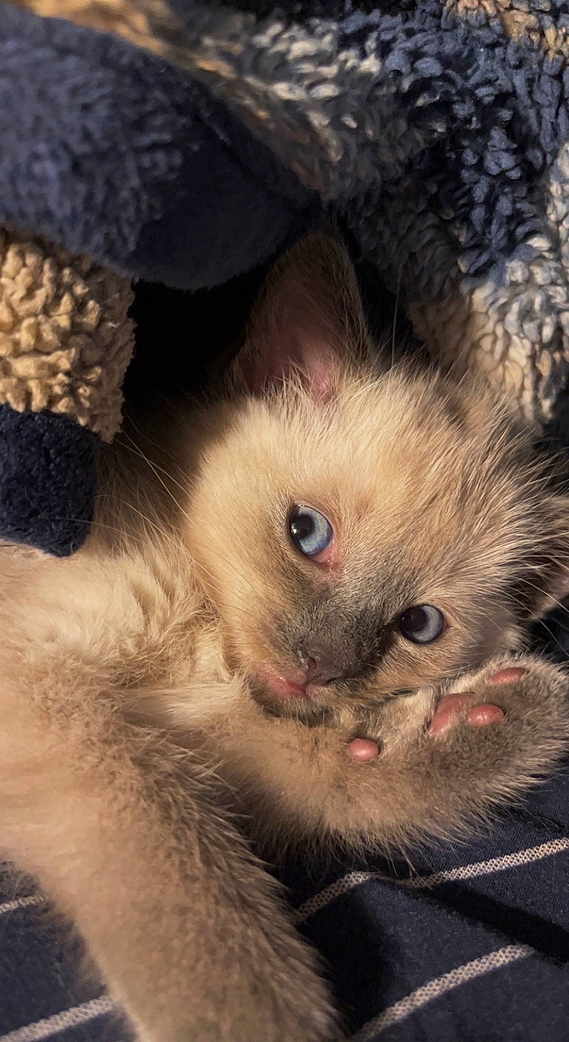 Dash joined the competition — help win amazing prizes! carnivore, cat, claw, domestic_short_haired_cat, eyelash, fawn, felidae, fur, macro_photography, paw, ragdoll, scottish_fold, sky, small_to_medium_sized_cats, snout, terrestrial_animal, whiskers, wildlife