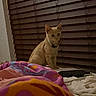 Catalina is registered to the contest to win money with this photo: cat, pet, animal, sitting, indoors, bed, blanket, bedroom, window, blinds, collar, feline, portrait, looking_at_camera, brown, cream, colorful, cozy, night, home