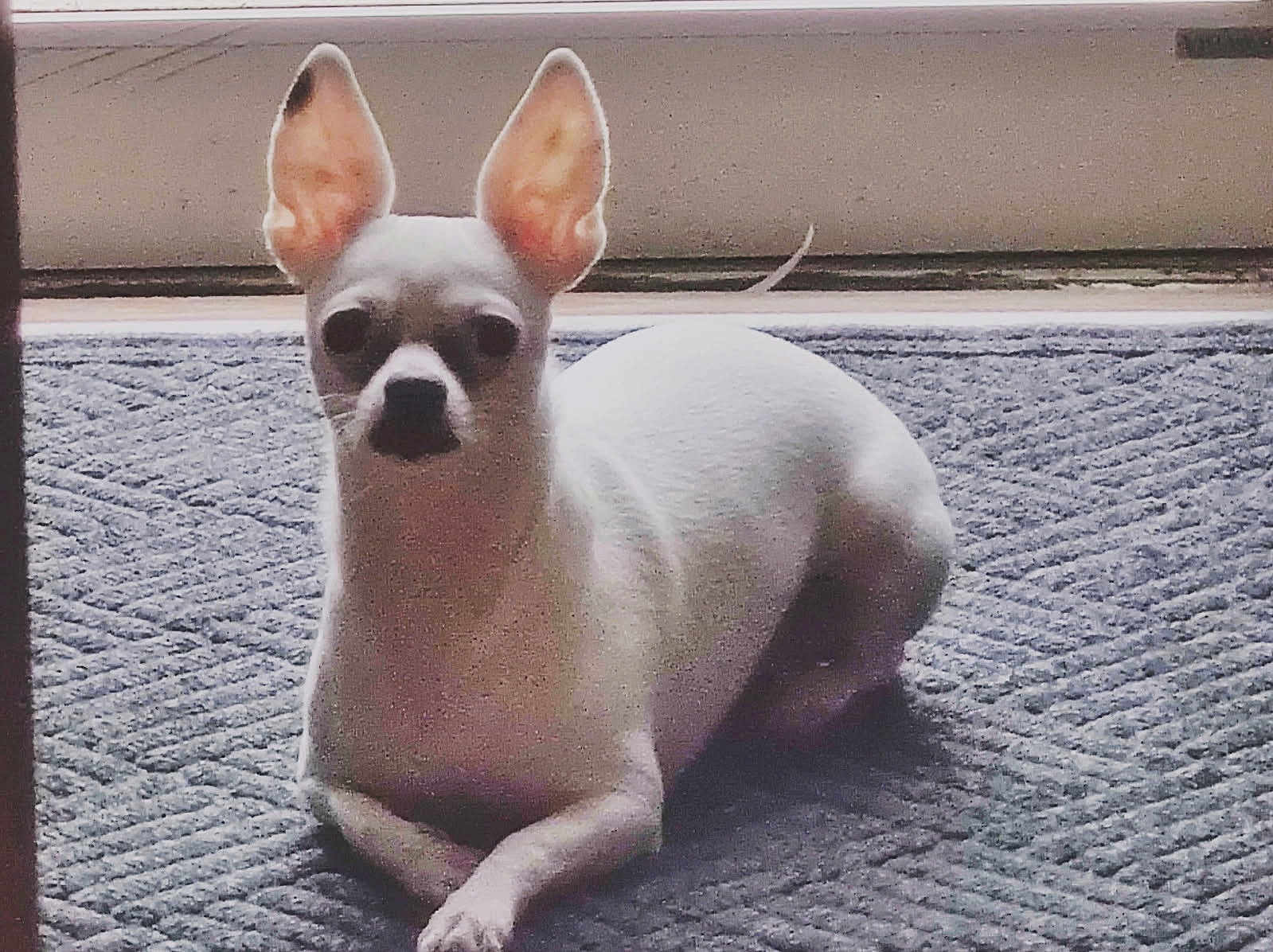 Cotton Sepulveda is registered to the contest to win money with this photo: dog, small_dog, white_dog, indoor, carpet, lying_down, ears, pet, animal, floor, door, calm, looking, portrait, closeup, companion, domestic, quiet, resting, paw