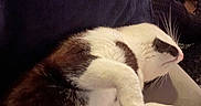Tux is registered to the contest to win money with this photo: animal, black_and_white, cat, chair, closeup, comfort, couch, cozy, feline, fur, home, indoor, nap, paw, pet, relaxed, resting, sleeping, soft, whiskers