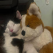 Tux joined the competition — help win amazing prizes! animal, black_and_white_cat, cat, close_up, companion, cozy, cute, feline, fur, indoor, pet, pink_nose, plush_toy, relaxed, resting, sleeping, snuggling, soft_toy, stuffed_animal, toy