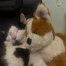 animal, black_and_white_cat, cat, close_up, companion, cozy, cute, feline, fur, indoor, pet, pink_nose, plush_toy, relaxed, resting, sleeping, snuggling, soft_toy, stuffed_animal, toy