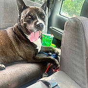 Biggie joined the competition — help win amazing prizes! animal, backseat, brown_fur, canine, car_interior, daylight, dog, happy, inside, leash, looking_at_camera, pet, relaxed, seat, seat_cushion, seatbelt, tongue_out, vehicle, white_chest, window
