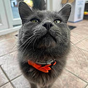 Zeppelin joined the competition — help win amazing prizes! animal, box_in_background, cat, close_focus, close_up, collar, curious, domestic_cat, feline, floor_tiles, fur, gray_cat, indoor, indoor_lighting, looking_up, orange_collar, pet, tail, whiskers, whiskers_visible