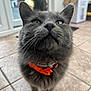 animal, box_in_background, cat, close_focus, close_up, collar, curious, domestic_cat, feline, floor_tiles, fur, gray_cat, indoor, indoor_lighting, looking_up, orange_collar, pet, tail, whiskers, whiskers_visible