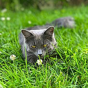 Zeppelin joined the competition — help win amazing prizes! animal, cat, closeup, clover, crouching, daylight, eyes, feline, flowers, focused, grass, gray_cat, greenery, mammal, nature, outdoor, pet, shallow_depth_of_field, summer, wildlife