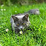 animal, cat, closeup, clover, crouching, daylight, eyes, feline, flowers, focused, grass, gray_cat, greenery, mammal, nature, outdoor, pet, shallow_depth_of_field, summer, wildlife