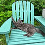 Zeppelin is registered to the contest to win money with this photo: animal, backyard, cat, chair, daylight, fluffy, furniture, garden, gray_cat, greenery, leaf, nature, outdoor, pet, plants, potted_plant, relaxed, resting, summer, wood