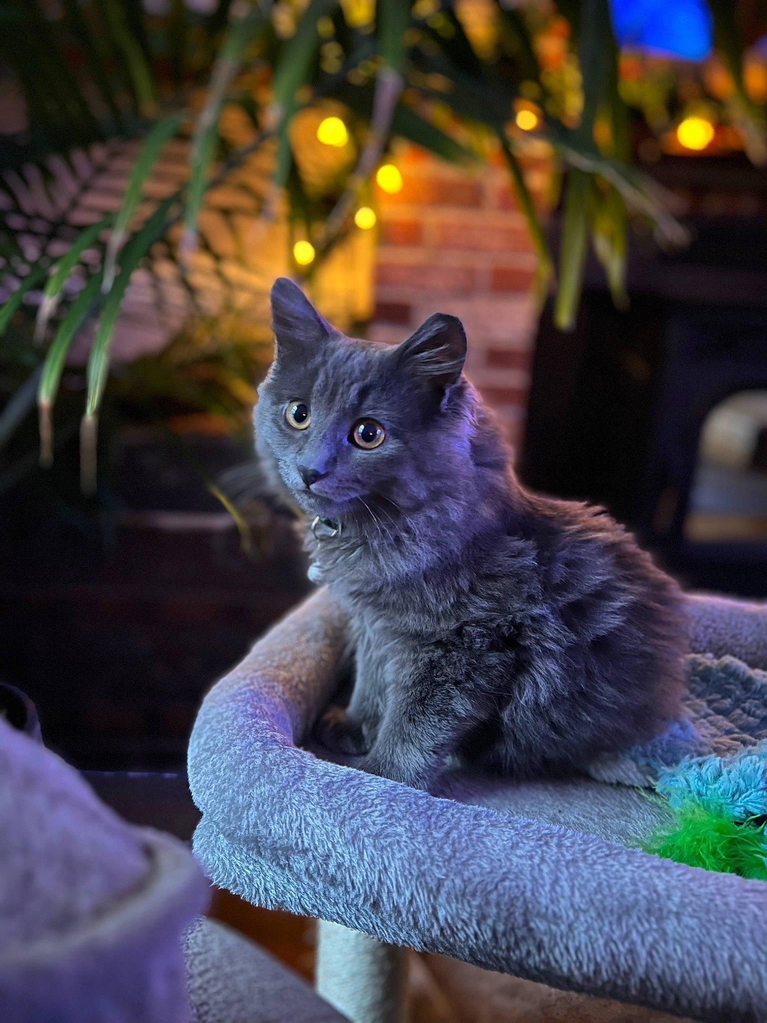 Zeppelin joined the competition — help win amazing prizes! carnivore, cat, domestic_short_haired_cat, electric_blue, fawn, felidae, fur, grass, grey, plant, purple, russian_blue, sitting, small_to_medium_sized_cats, snout, tail, terrestrial_animal, tree, whiskers, wildlife