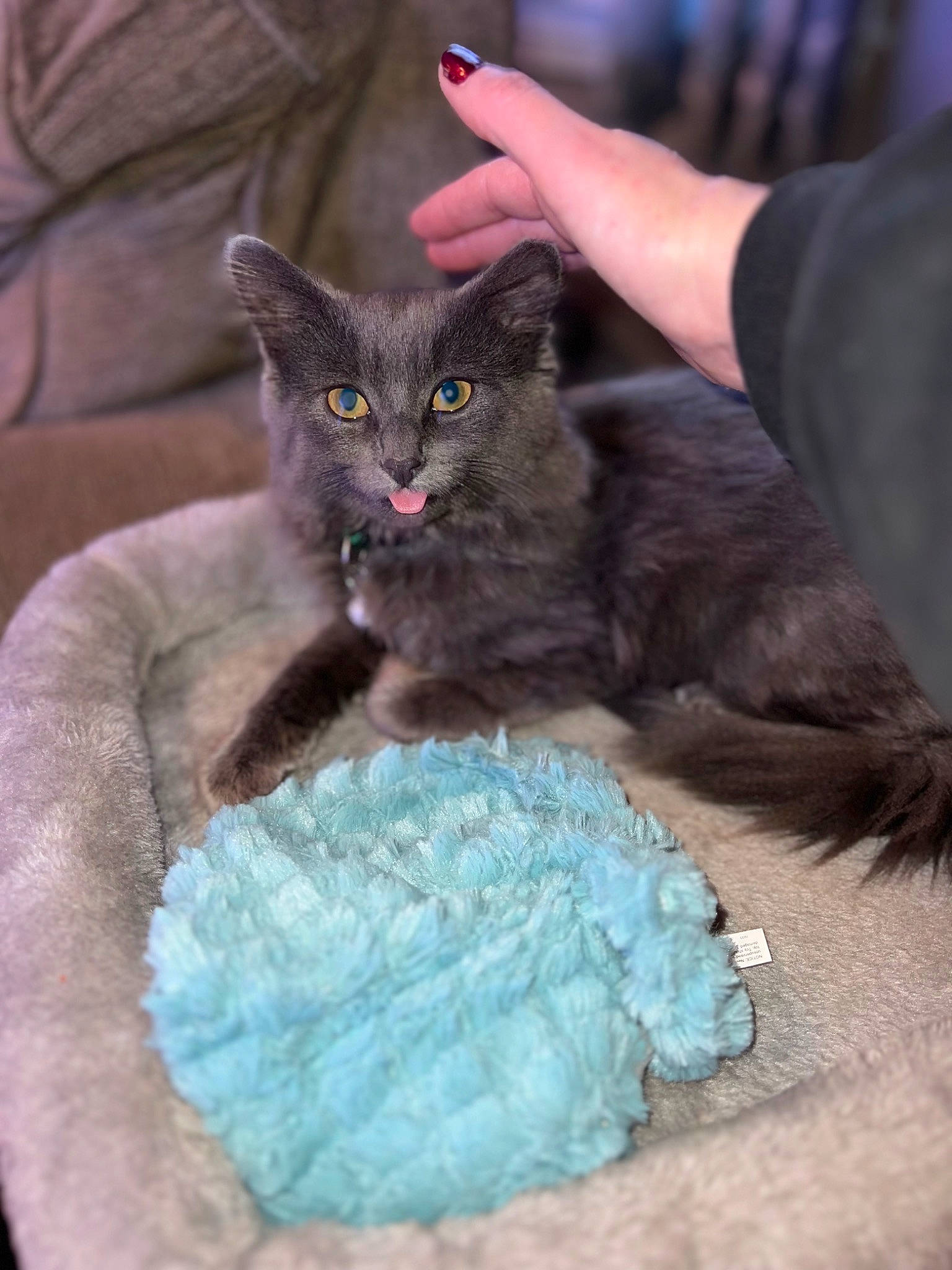 Zeppelin joined the competition — help win amazing prizes! art, black_cat, carnivore, cat, claw, domestic_short_haired_cat, electric_blue, felidae, fur, gesture, knitting, nail, paw, small_to_medium_sized_cats, thread, whiskers