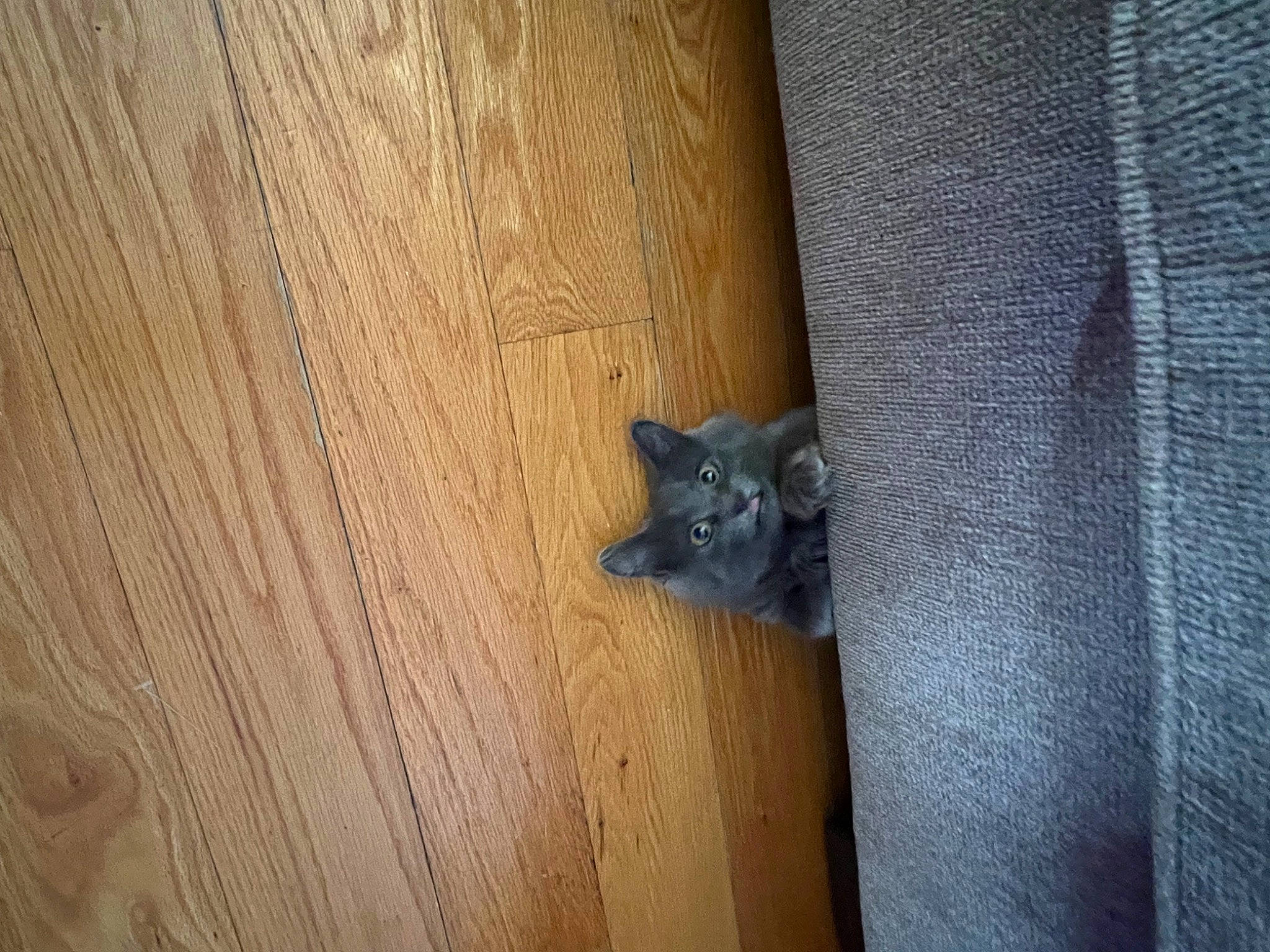 Zeppelin is registered to the contest to win money with this photo: carnivore, cat, door, door_handle, electric_blue, felidae, flooring, fur, hardwood, home_door, pattern, plank, plywood, room, small_to_medium_sized_cats, tail, varnish, wood, wood_flooring, wood_stain