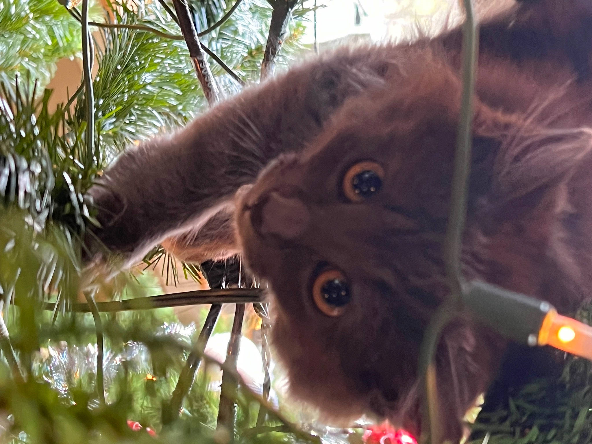 Zeppelin joined the competition — help win amazing prizes! arecales, canidae, carnivore, dog_breed, domestic_short_haired_cat, fang, fawn, felidae, fur, grass, paw, small_to_medium_sized_cats, snout, terrestrial_animal, terrestrial_plant, tree, twig, whiskers, wildlife, working_animal