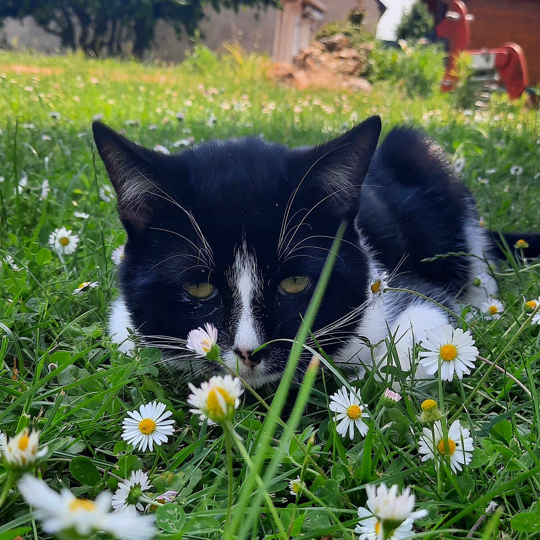 Moustique participe au concours pour gagner de l'argent avec cette photo : animal, black_and_white, camouflage, cat, close_up, cute, daisies, ears, eyes, feline, flowers, grass, greenery, laying_down, nature, outdoor, pet, spring, sunlight, whiskers