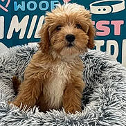 Chase is registered to the contest to win money with this photo: adorable, animal, background, bed, brown, colorful, cozy, cute, dog, fluffy, furry, indoor, looking, pet, portrait, puppy, sitting, text, white, young