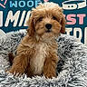 adorable, animal, background, bed, brown, colorful, cozy, cute, dog, fluffy, furry, indoor, looking, pet, portrait, puppy, sitting, text, white, young
