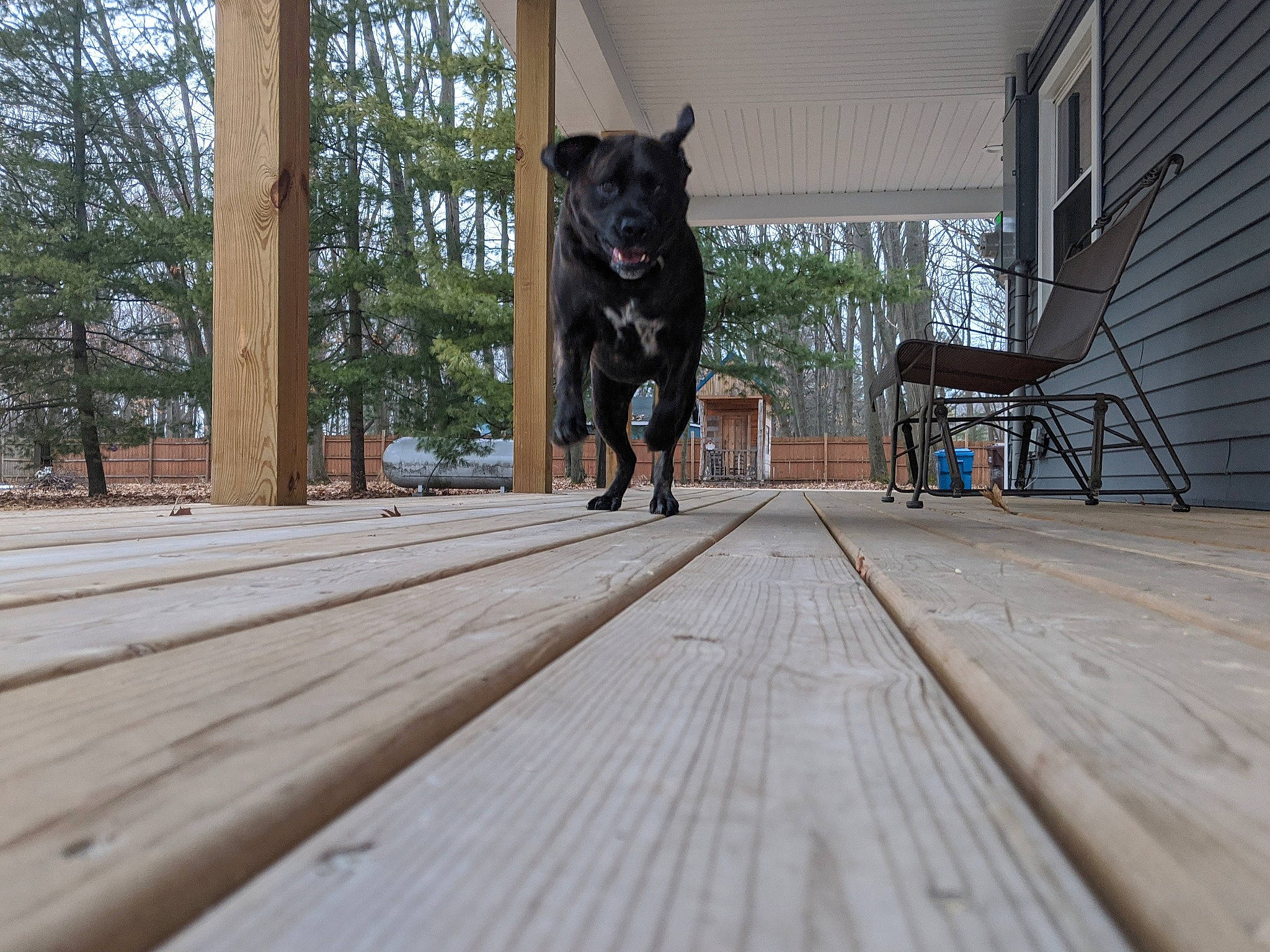 Belle is registered to the contest to win money with this photo: canidae, carnivore, deck, dog, dog_breed, floor, flooring, guard_dog, hardwood, home, schipperke, sporting_group, tree, wood
